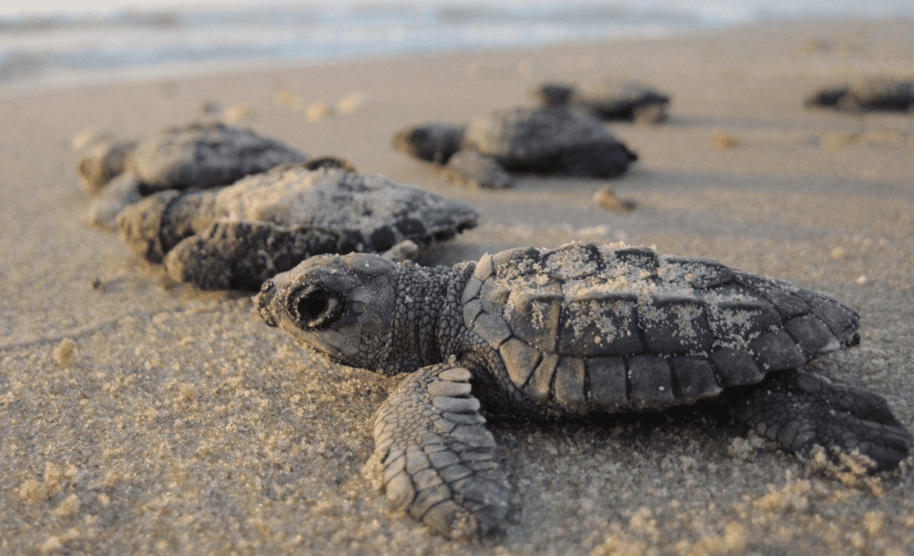 Tortugas recién nacidas