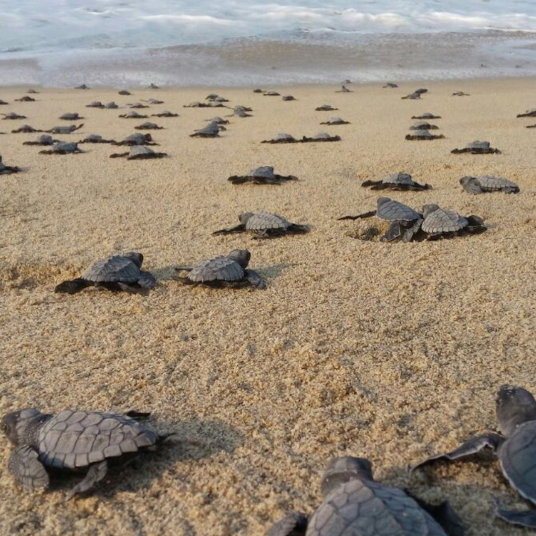 Liberación de tortugas al mar