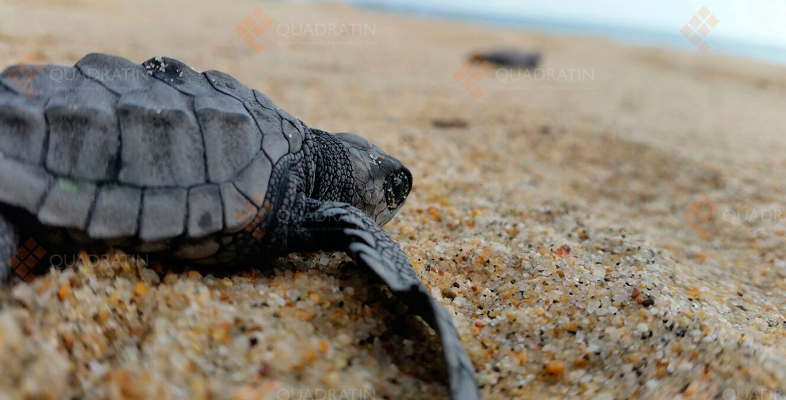 Tortugas en la playa